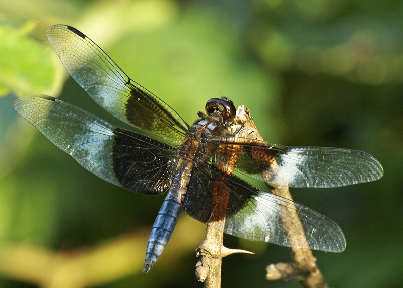 Male Widow Skimmer dragonfly, libelulla luctuosa