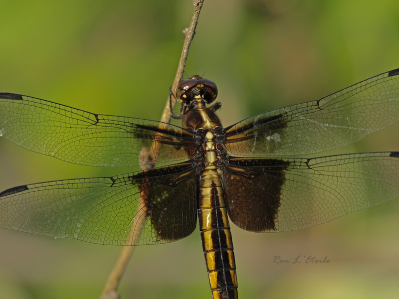 Female Widow Skimmer dragonfly, libelulla luctuosa