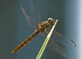 Female Roseate Skimmer dragonfly, orthemus ferruginea