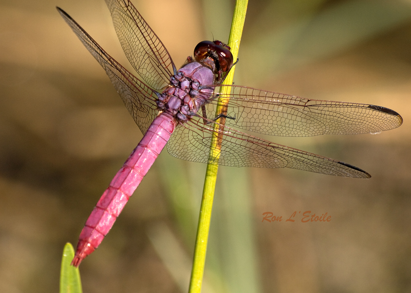 Male Roseate Skimmer - Pink Version, orthemus ferruginea