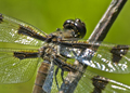 Female 12 Spotted Skimmer dragonfly, libelulla Pulchella