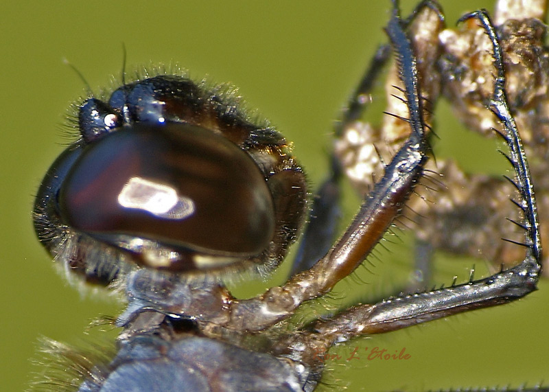 Male Slaty Skimmer dragonfly, libelulla Incesta