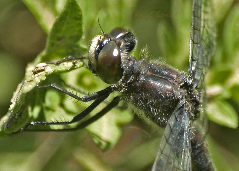 Dot-Tailed Whiteface dragonfly, leucorrhinia intacta