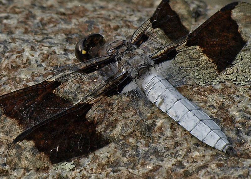 Male Common Whitetail Adult dragonfly, libellula lydia