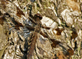 Female Common Whitetail dragonfly, libellula lydia