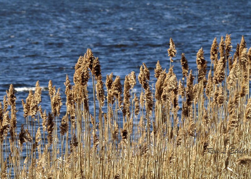 Off East Bay Bike Path