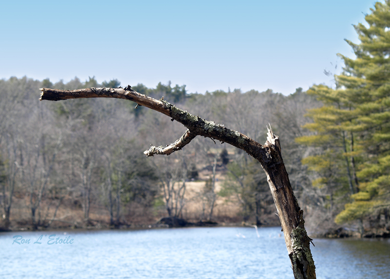 Nickerson State Park